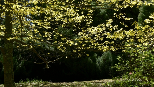 Bois des Moutiers (218) Mai 2012